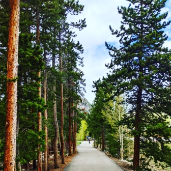 trees lining a pathway