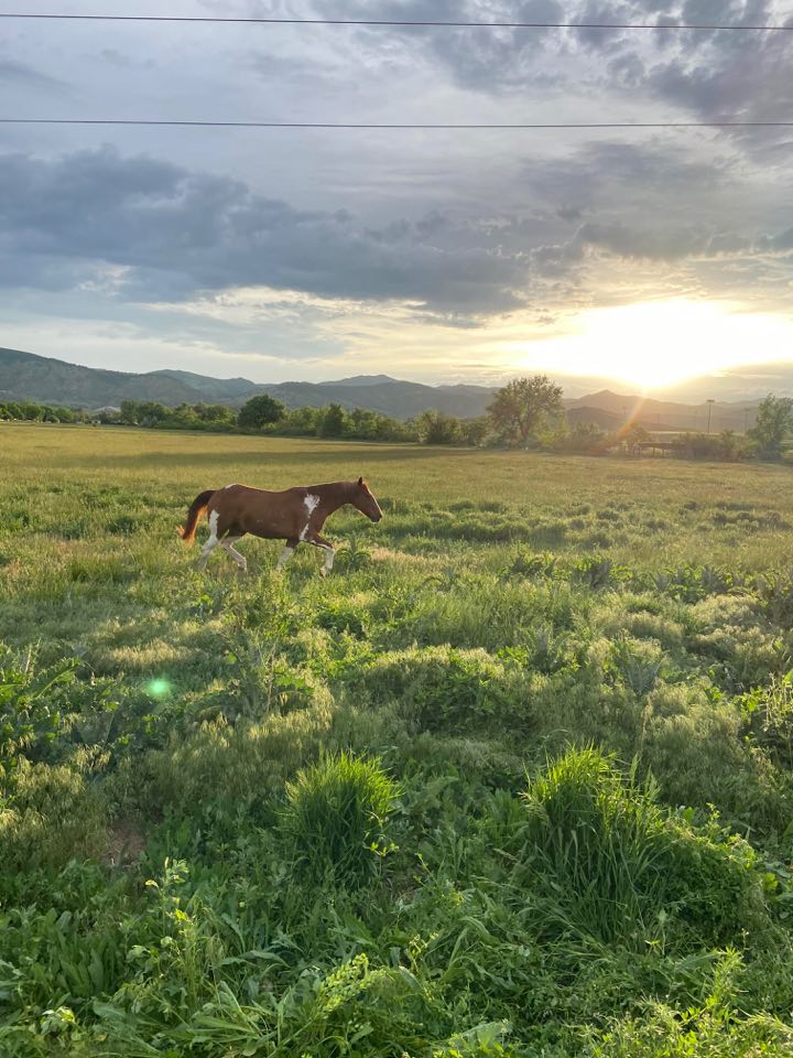 A horse in a large green field on the HPA ranch