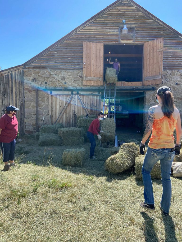 Margaret and other ranch workers stacking hay from a barn.