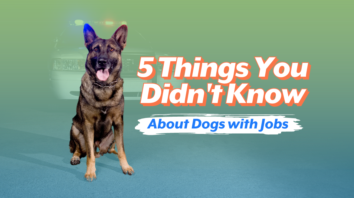5 Things You Didn't Know About Dogs with Jobs - Harlequin Ever After